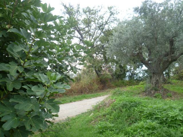 immagine annuncio 10 di 13