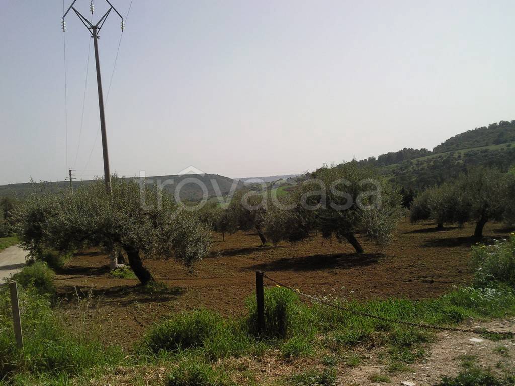 Terreno Agricolo in vendita a Caltagirone via Collegiata