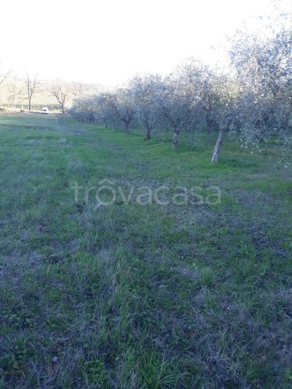 Terreno Agricolo in vendita a Bevagna vocabolo Colle Sant'Andrea
