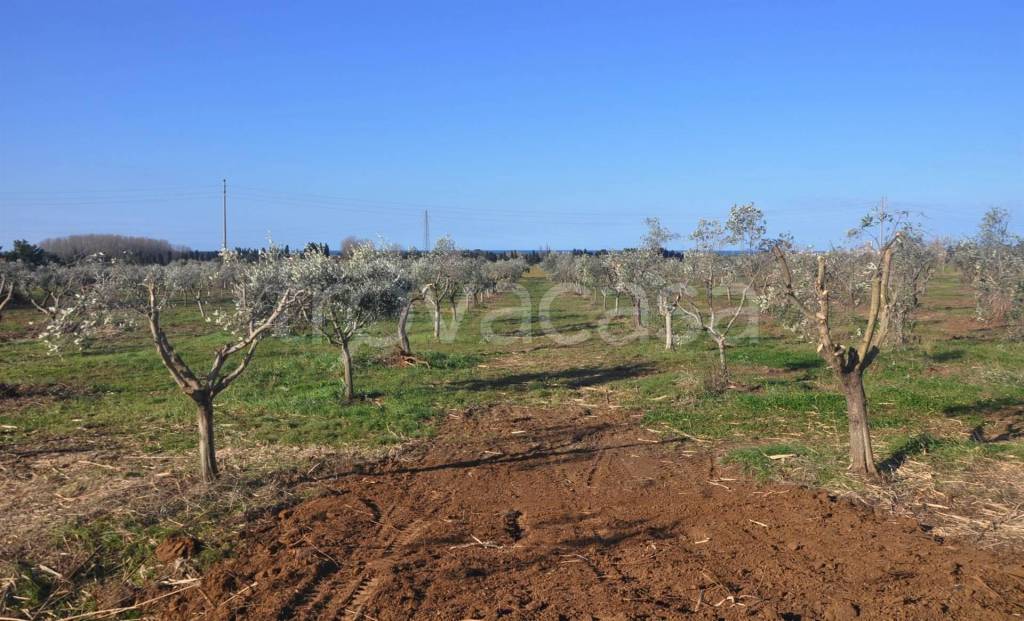 Terreno Agricolo in vendita a Rosignano Marittimo via Marmentana