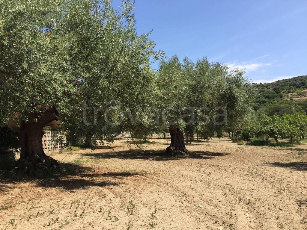 Terreno Agricolo in vendita a Joppolo contrada San Bruno Melia, 39