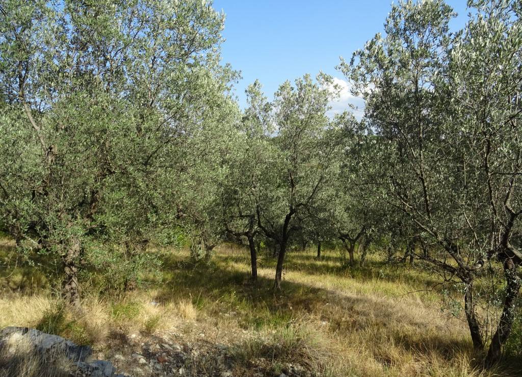 immagine annuncio 3 di 8