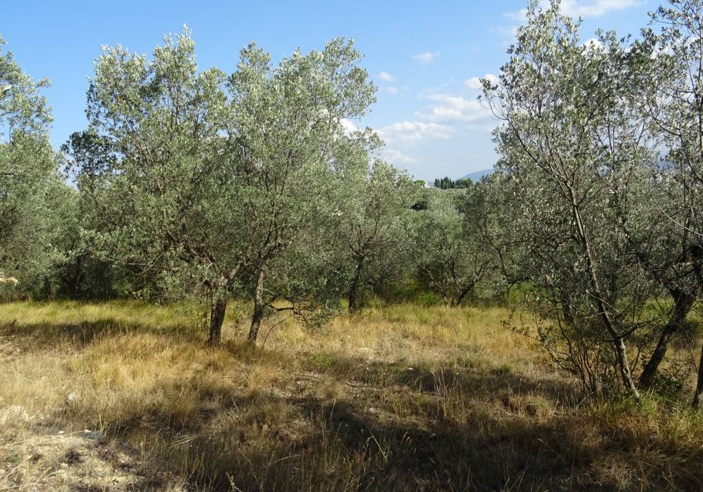 immagine annuncio 5 di 8