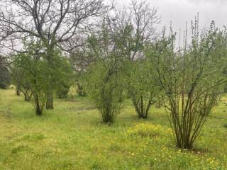 Terreno agricolo in vendita a scisciano via spartimento