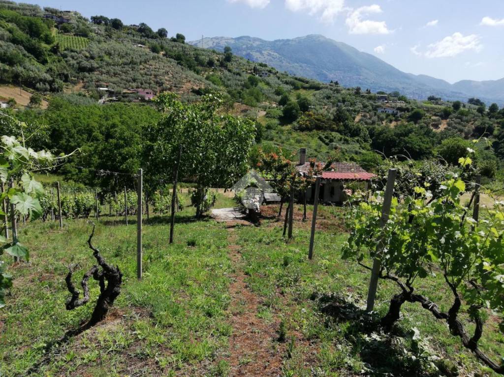 immagine annuncio 2 di 14