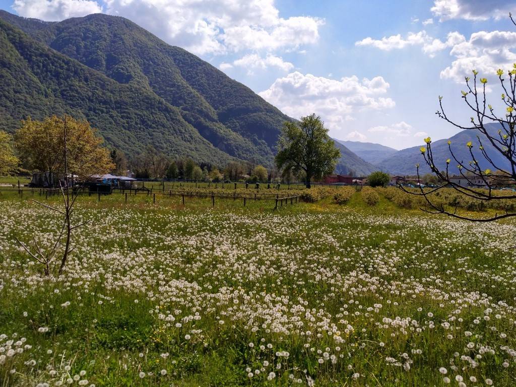 immagine annuncio 10 di 15