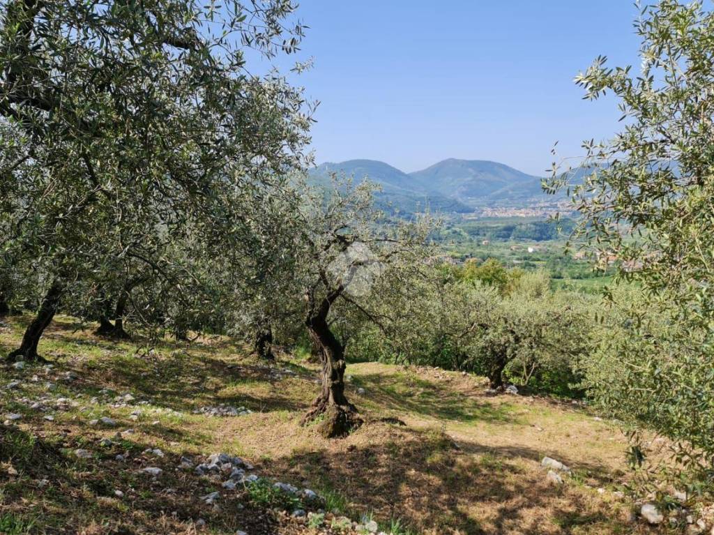 immagine annuncio 7 di 12