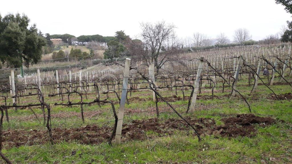 Terreno Agricolo in vendita a Monte Porzio Catone via Torricella