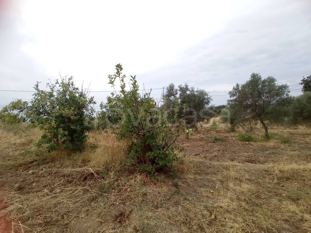immagine annuncio 3 di 6