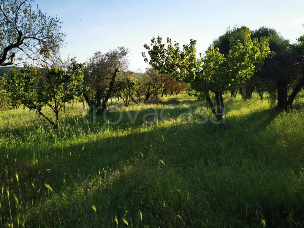 immagine annuncio 6 di 14