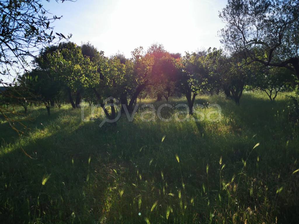 immagine annuncio 12 di 14