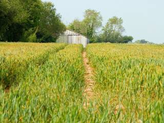 Terreno agricolo in vendita a monselice 