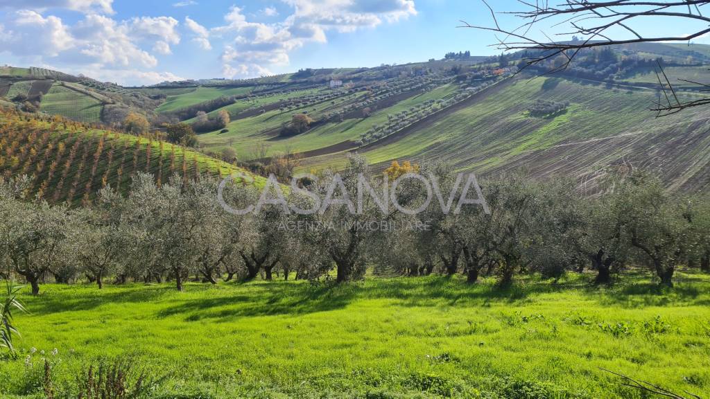 Terreno Agricolo in vendita a Sant'Omero