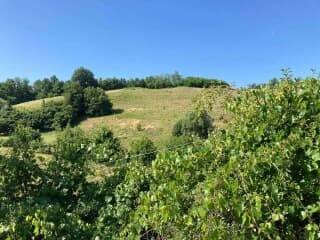 Terreno agricolo in vendita a san damiano d'asti borgata ripalda