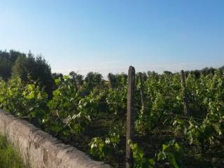 Terreno agricolo in vendita a sogliano cavour strada vicinale della scotola