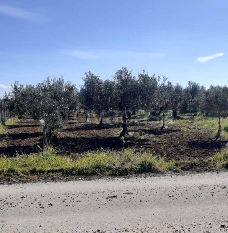 Terreno Agricolo in vendita a Castelvetrano contrada Belice Mare