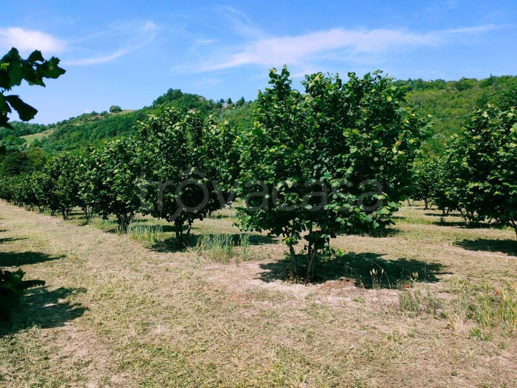 Terreno Agricolo in vendita a Terzo regione Serra