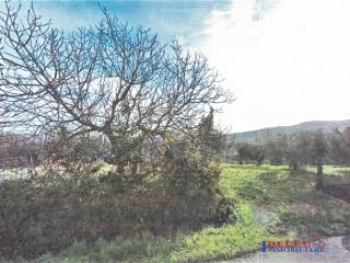 Terreno agricolo in vendita a rosignano marittimo 