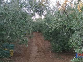 Terreno agricolo in vendita a rosignano marittimo 