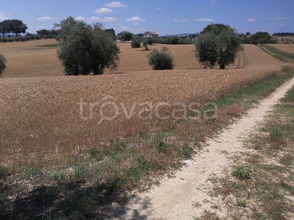 Terreno Agricolo in vendita a Montecassiano località Valle Cascia
