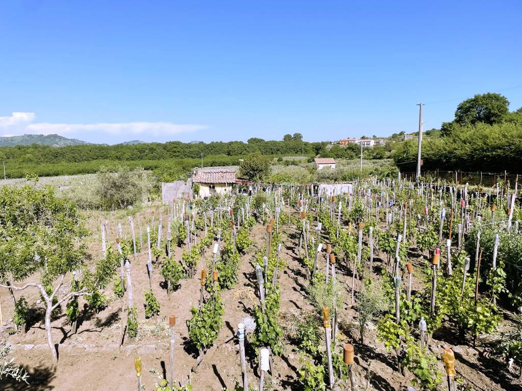 Terreno Agricolo in vendita a Castiglione di Sicilia rovittello