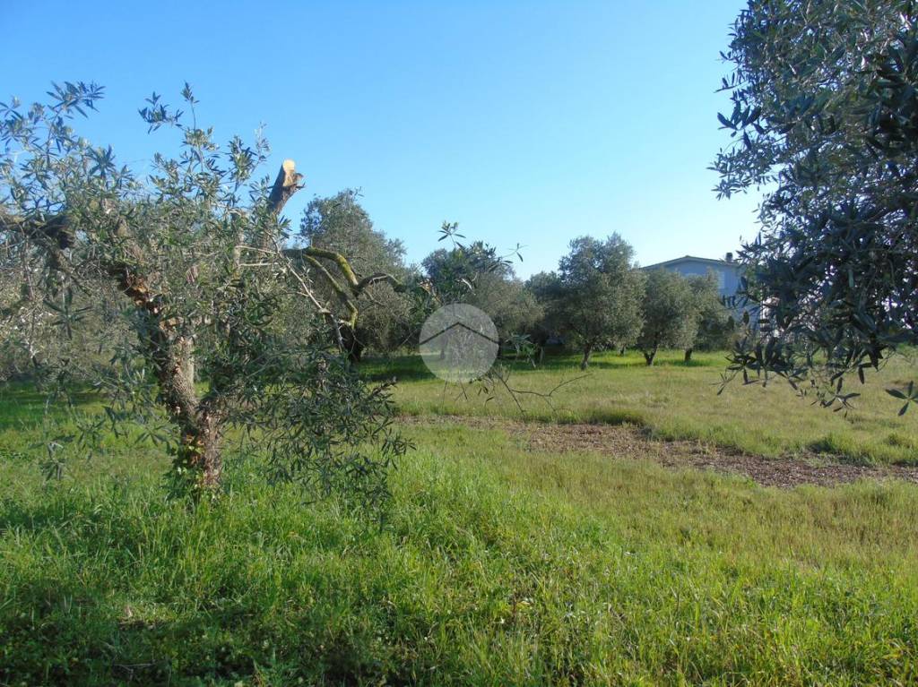 immagine annuncio 2 di 11