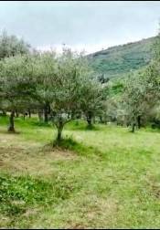 Terreno Agricolo in vendita a Prossedi contrada Colli