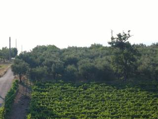 Terreno agricolo in vendita a ponte via fossa della lupa