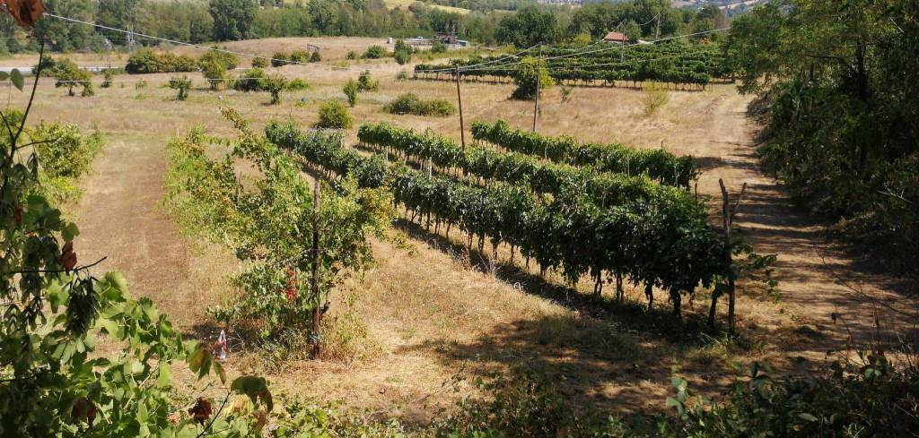 Terreno Agricolo in vendita a Figline e Incisa Valdarno frazione Burchio, 55