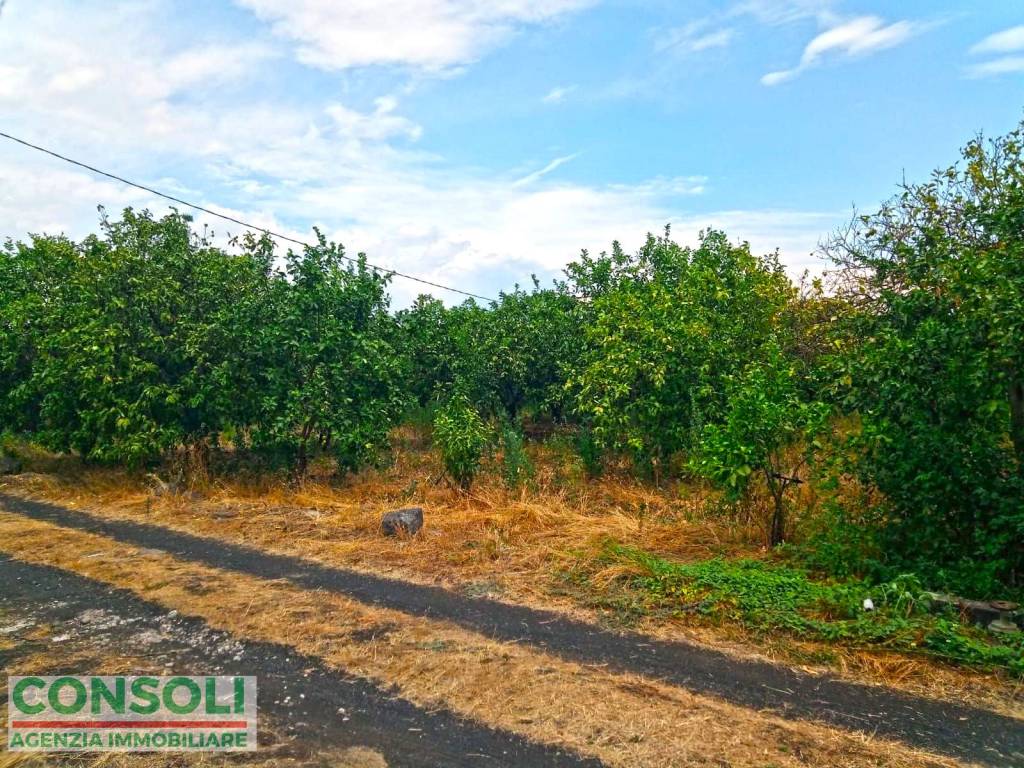 immagine annuncio 4 di 6