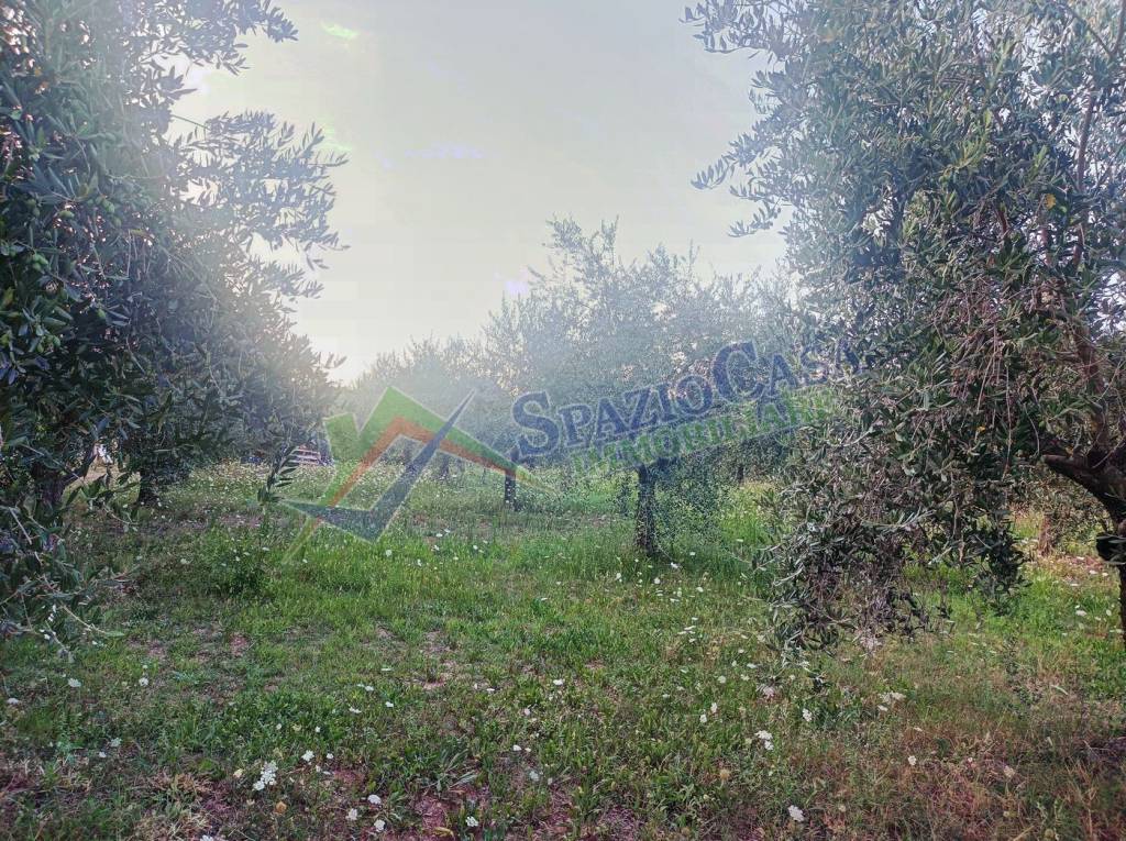 Terreno Agricolo in vendita a Giulianova via Campocelletti