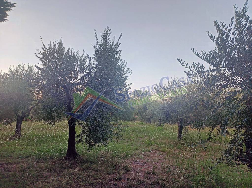 immagine annuncio 3 di 12