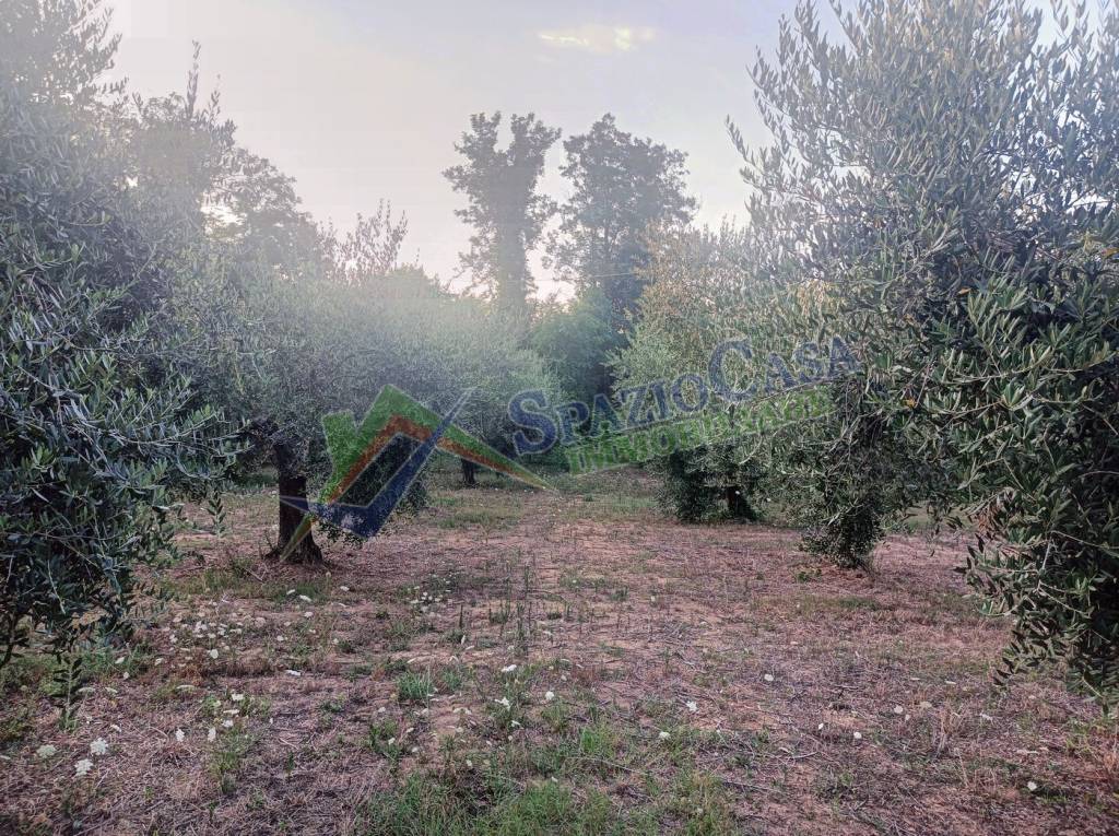 immagine annuncio 6 di 12