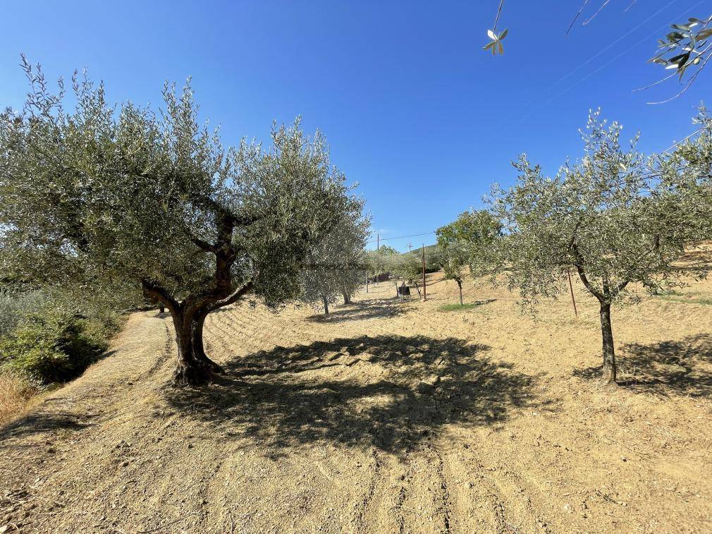 immagine annuncio 8 di 11
