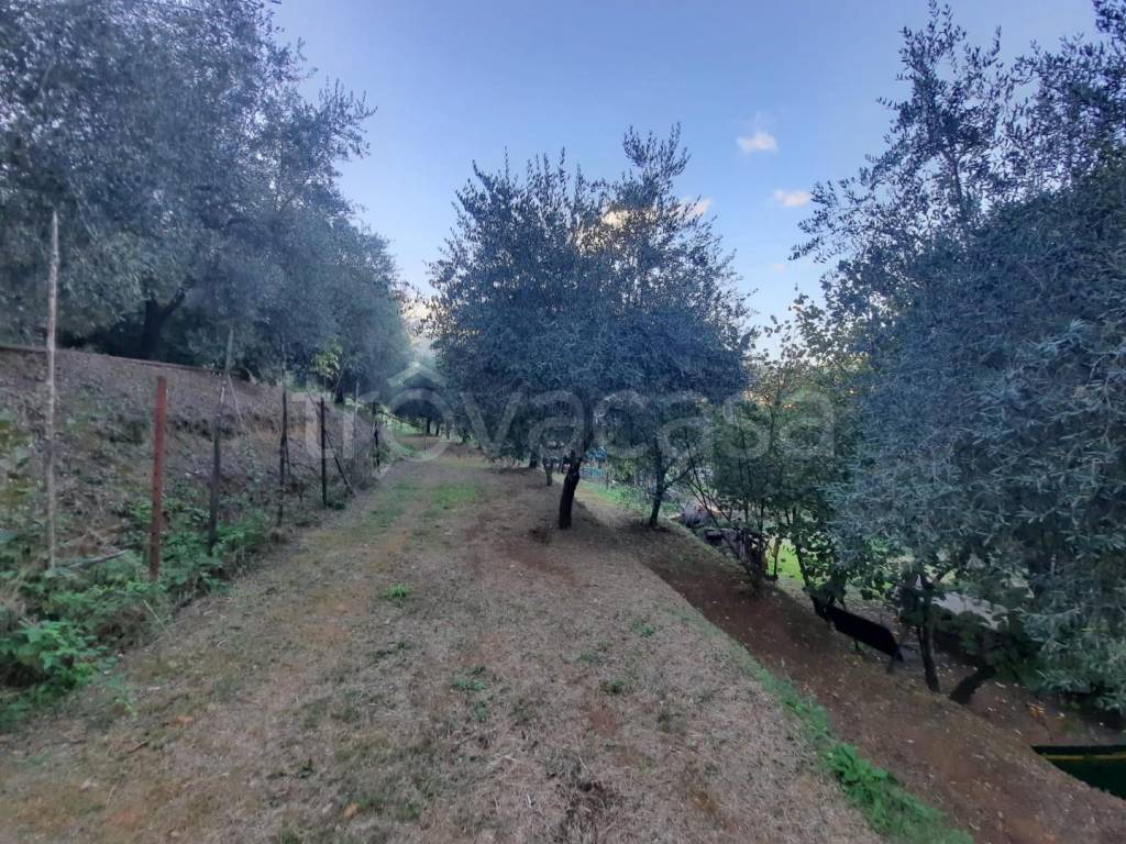 Terreno Agricolo in vendita a Capannori
