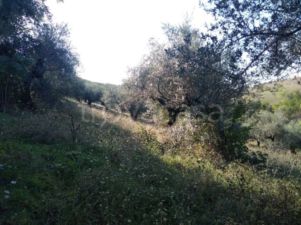 Terreno Agricolo in vendita a Pianella contrada Garofalo, 16