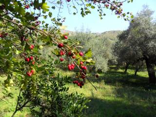 Terreno agricolo in vendita a formia via ponzanello mamurrano, 22