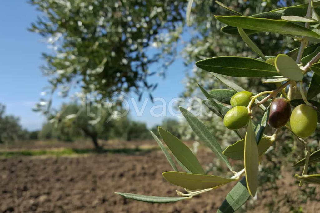 immagine annuncio 3 di 7