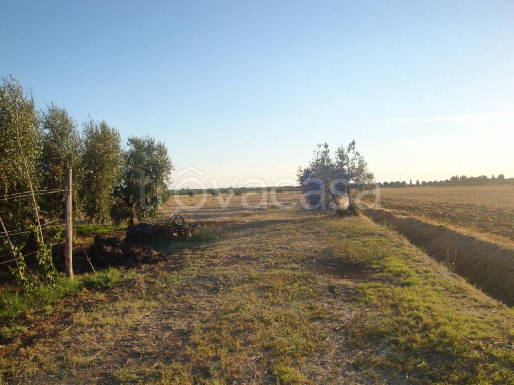 Terreno Agricolo in vendita a Cecina