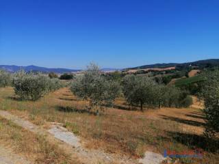 Terreno agricolo in vendita a rosignano marittimo 