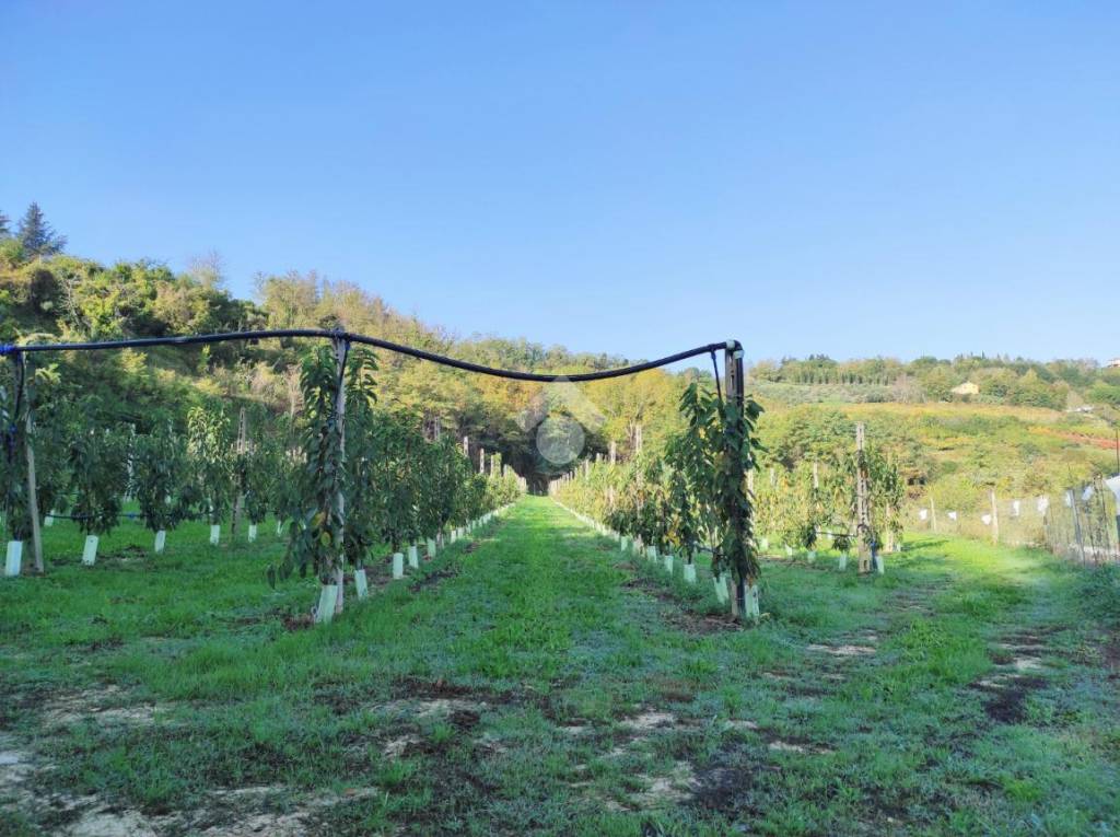 Terreno Agricolo in vendita a Cesena via Casale