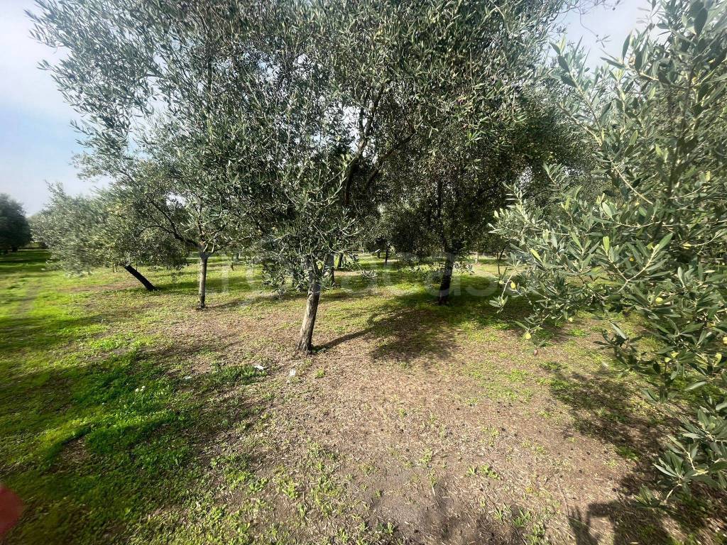 immagine annuncio 5 di 14
