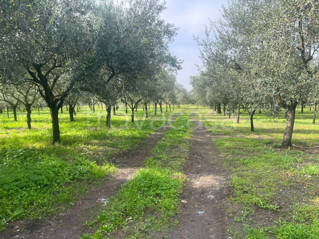Terreno Agricolo in vendita a Terzigno via Carlo Amati