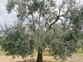 Terreno agricolo in vendita a toritto strada vecchia comunale di altamura