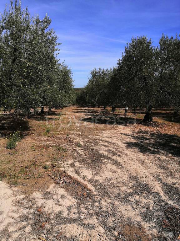 Terreno Agricolo in vendita a Canosa di Puglia via Giovanni Falcone