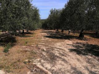 Terreno agricolo in vendita a canosa di puglia via giovanni falcone