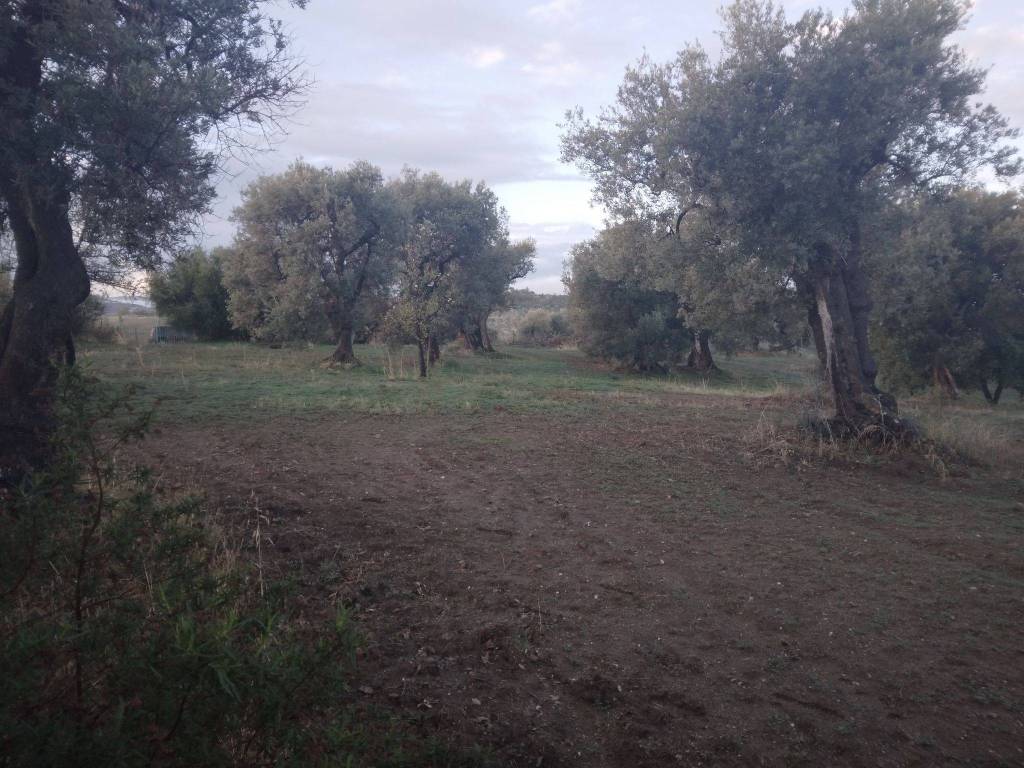 Terreno Agricolo in vendita a Crosia viale San Francesco d'Assisi, 1