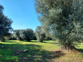 Terreno residenziale in vendita a carovigno contrada maresca