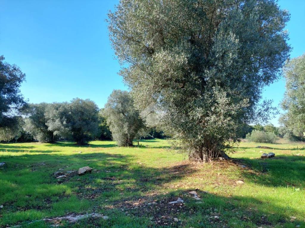 immagine annuncio 8 di 11