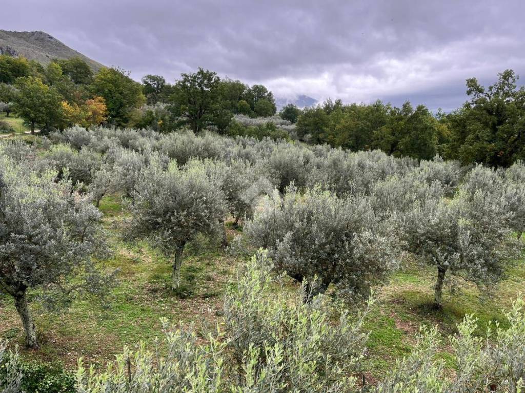 Terreno Agricolo in affitto a San Vittore del Lazio via passeggieri